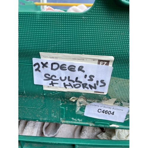 202 - Two deer skulls on wooden plaques and cow horns