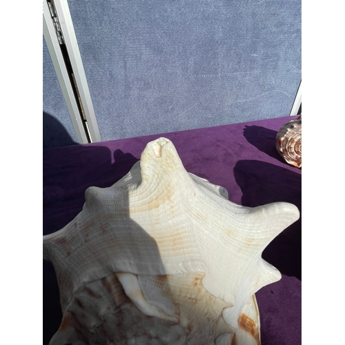 203 - Collection of a variety of Seashells