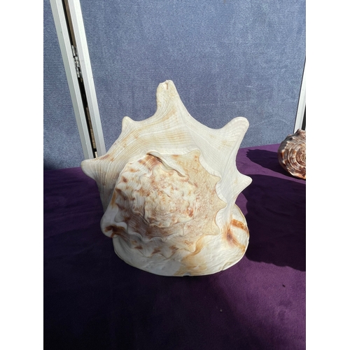 203 - Collection of a variety of Seashells