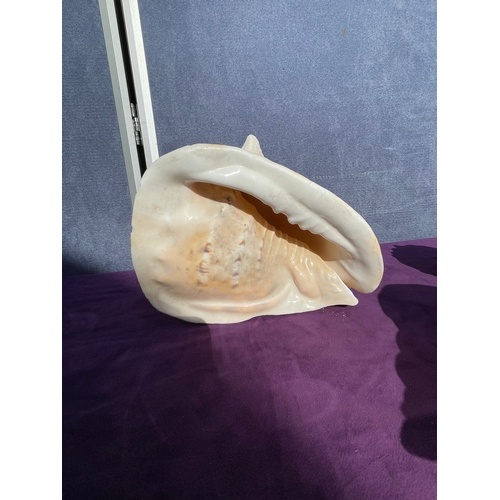 203 - Collection of a variety of Seashells