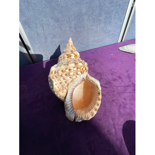 203 - Collection of a variety of Seashells