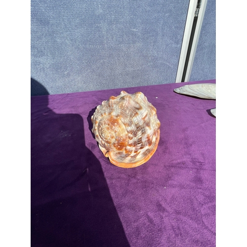 203 - Collection of a variety of Seashells