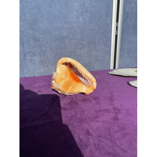 203 - Collection of a variety of Seashells