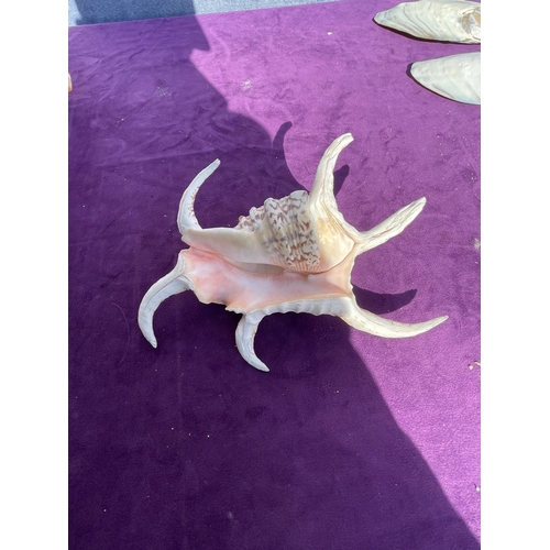 203 - Collection of a variety of Seashells