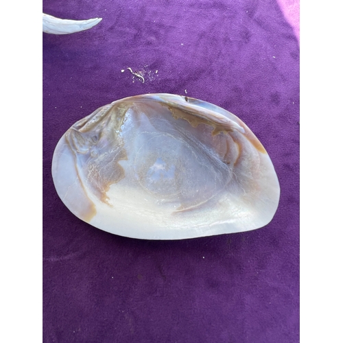 203 - Collection of a variety of Seashells