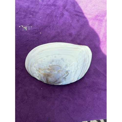 203 - Collection of a variety of Seashells