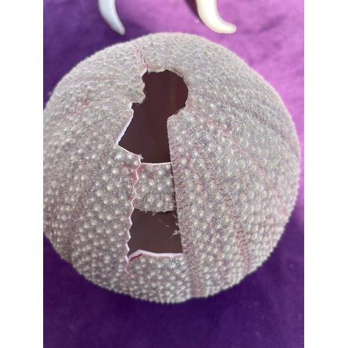 203 - Collection of a variety of Seashells