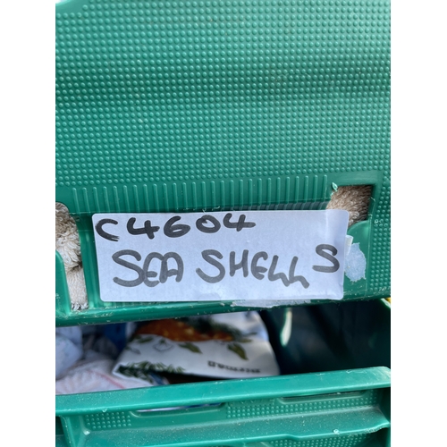 203 - Collection of a variety of Seashells