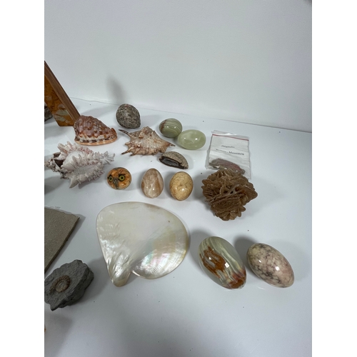 376 - A very interesting quantity of collectable  items including fossils, geodes, and shells