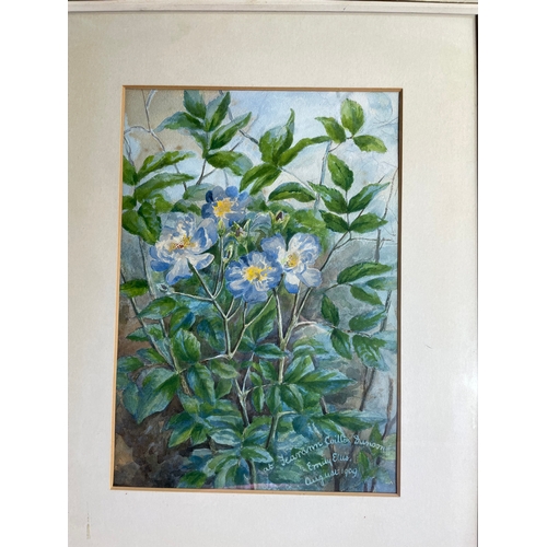 788 - Original floral watercolour by Emily Ellis