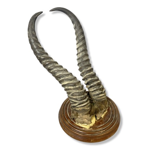 366 - A pair of mounted Springbok horns.
34cm