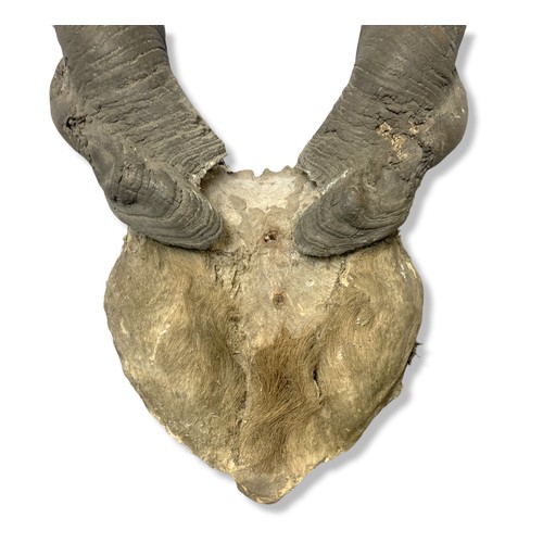 367 - Pair of large unmounted Bull Eland horns.
75cm Tall