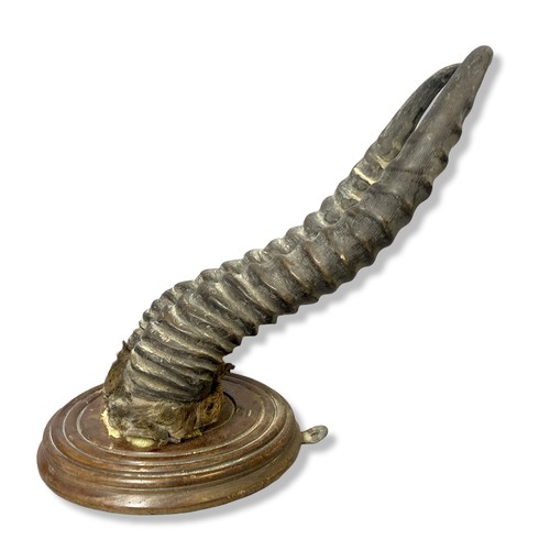 346 - A pair of mounted Springbok horns.
34cm