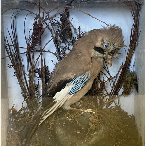 196 - A cased Taxidermy 'Jay'. Perched in naturalistic surround.
38 x 32 cm