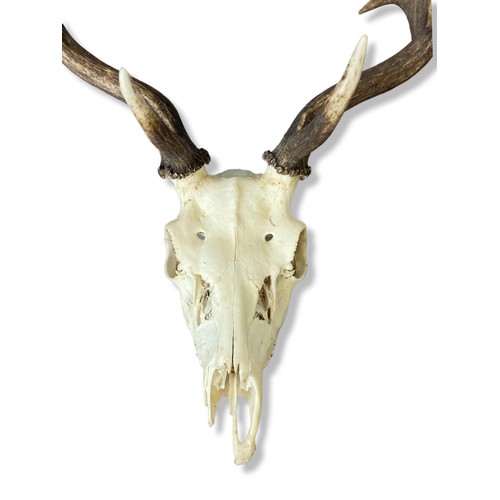 197 - A large Taxidermy Moose Skull & Antlers.
Approx 80cm tall