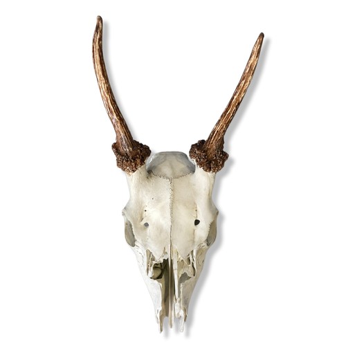 198 - A Red Deer taxidermy Skull.
Approx 23cm long.