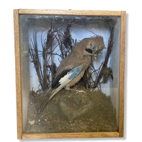 221 - A cased Taxidermy 'Jay'. Perched in naturalistic surround.
38 x 32 cm