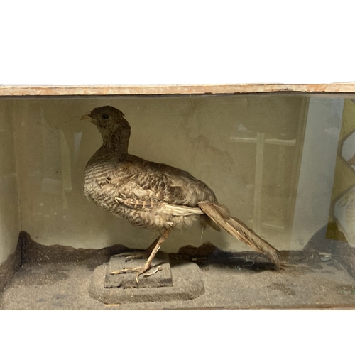 200 - A cased Taxidermy of a Pheasant.