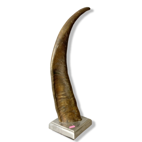 110 - A large Water Buffalo horn on Chrome stand. 
53cm tall.