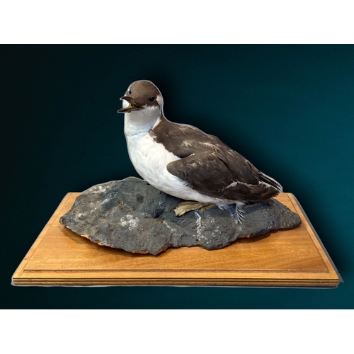 20 - A Taxidermy specimen of a Guillemot.
On wooden base.
43.5 28 x 26cm