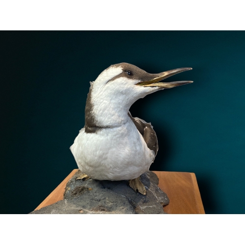 20 - A Taxidermy specimen of a Guillemot.
On wooden base.
43.5 28 x 26cm