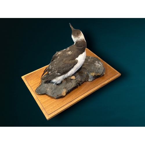 20 - A Taxidermy specimen of a Guillemot.
On wooden base.
43.5 28 x 26cm