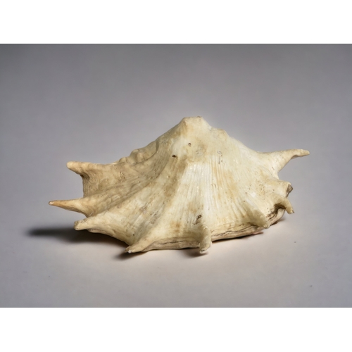 285 - A LARGE SPIDER CONCH SHELL.
LENGTH - 30CM