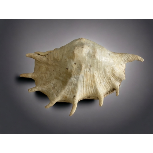 285 - A LARGE SPIDER CONCH SHELL.
LENGTH - 30CM