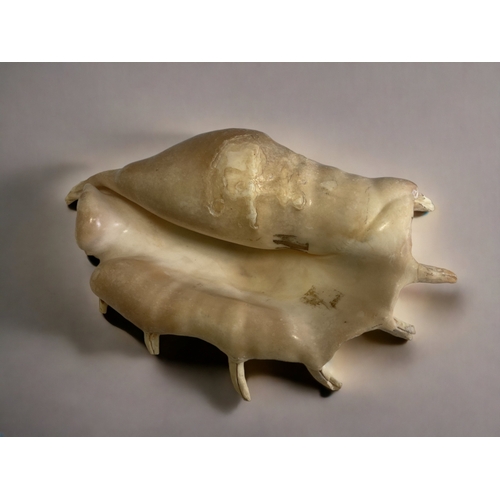 285 - A LARGE SPIDER CONCH SHELL.
LENGTH - 30CM