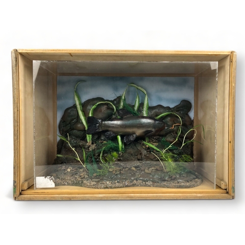 332 - A Cased Taxidermy Tench.
Naturalistic setting, in a Perspex case and wooden transport box.