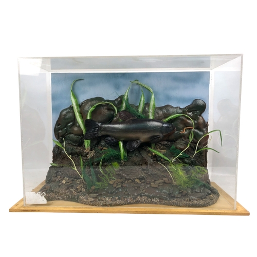 332 - A Cased Taxidermy Tench.
Naturalistic setting, in a Perspex case and wooden transport box.