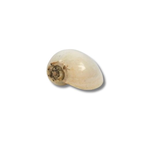 251 - Large Collectable Conch Sea Shell