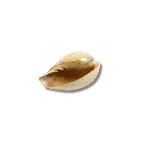 251 - Large Collectable Conch Sea Shell