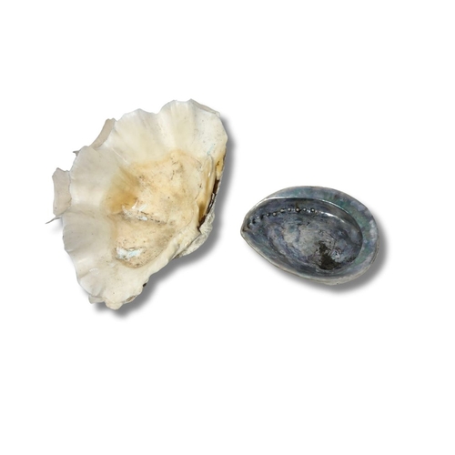 256 - Pair of Collectable Shells