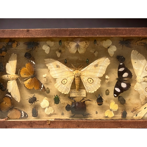 301 - ANTIQUE INSECT SPECIMEN COLLECTION.
Includes South African collection of Butterflies, Beetles etc. C... 