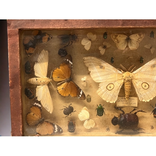 301 - ANTIQUE INSECT SPECIMEN COLLECTION.
Includes South African collection of Butterflies, Beetles etc. C... 