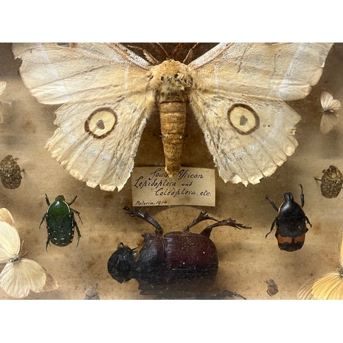 301 - ANTIQUE INSECT SPECIMEN COLLECTION.
Includes South African collection of Butterflies, Beetles etc. C... 