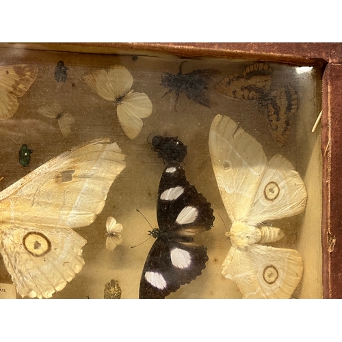 301 - ANTIQUE INSECT SPECIMEN COLLECTION.
Includes South African collection of Butterflies, Beetles etc. C... 