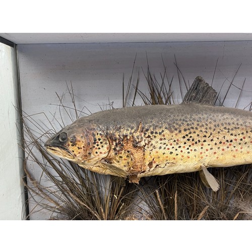 452 - Antique 19th Century Taxidermy Brown Trout. Formerly displayed in the historical 'Sweets tackle shop... 