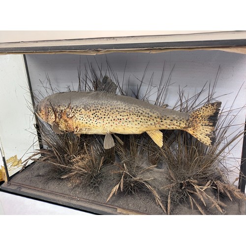 452 - Antique 19th Century Taxidermy Brown Trout. Formerly displayed in the historical 'Sweets tackle shop... 