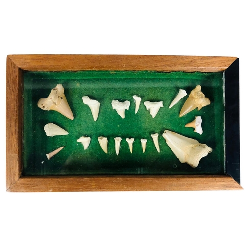 128 - Shark Teeth in Display Case