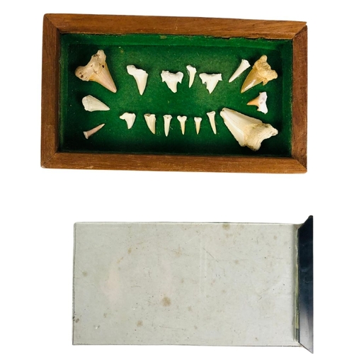 128 - Shark Teeth in Display Case