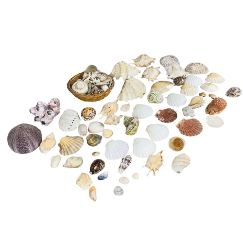 192 - Assortment of Shells