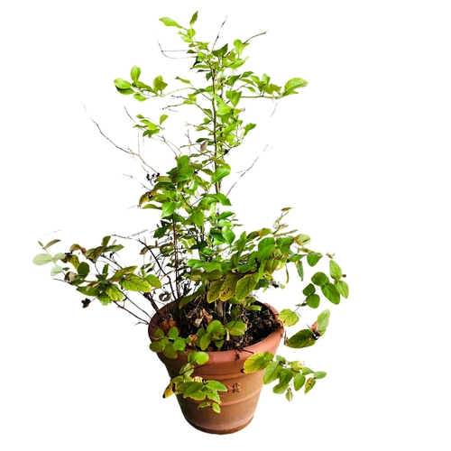 350 - Large Plant in Plastic Tub