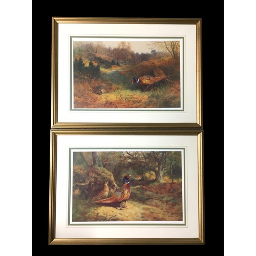 430 - Archibold Thorburn 1927  Ltd Edition Prints - 266/850 Framed Pairing of Pheasants.Height  51cmWidth ... 