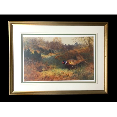 430 - Archibold Thorburn 1927  Ltd Edition Prints - 266/850 Framed Pairing of Pheasants.Height  51cmWidth ... 