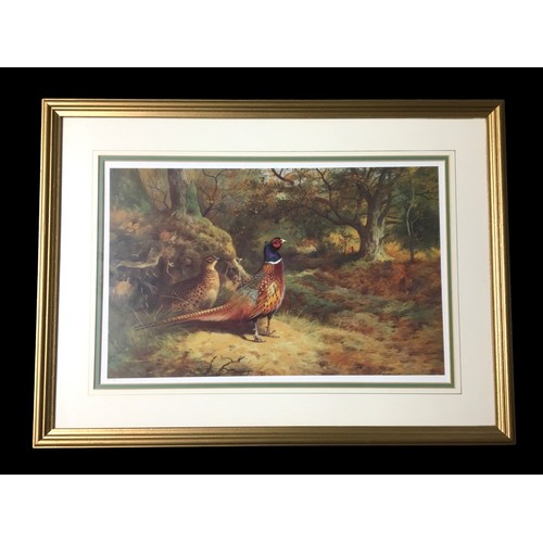 430 - Archibold Thorburn 1927  Ltd Edition Prints - 266/850 Framed Pairing of Pheasants.Height  51cmWidth ... 