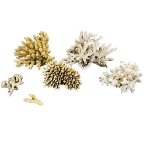 727 - Natural Sea Coral Specimens x 6