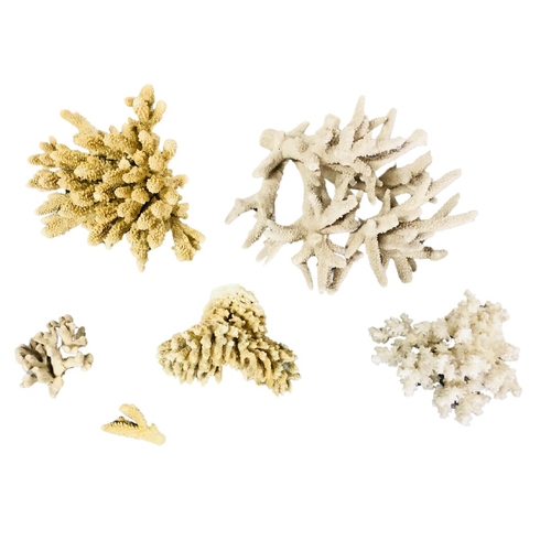 727 - Natural Sea Coral Specimens x 6