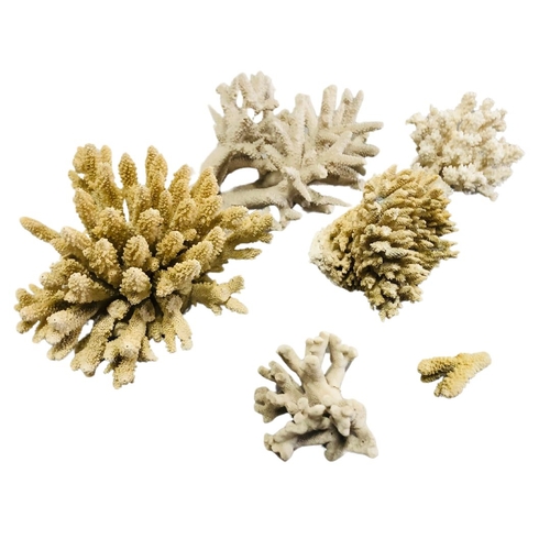 727 - Natural Sea Coral Specimens x 6